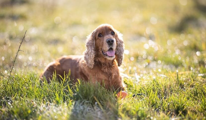 Cocker Spaniel